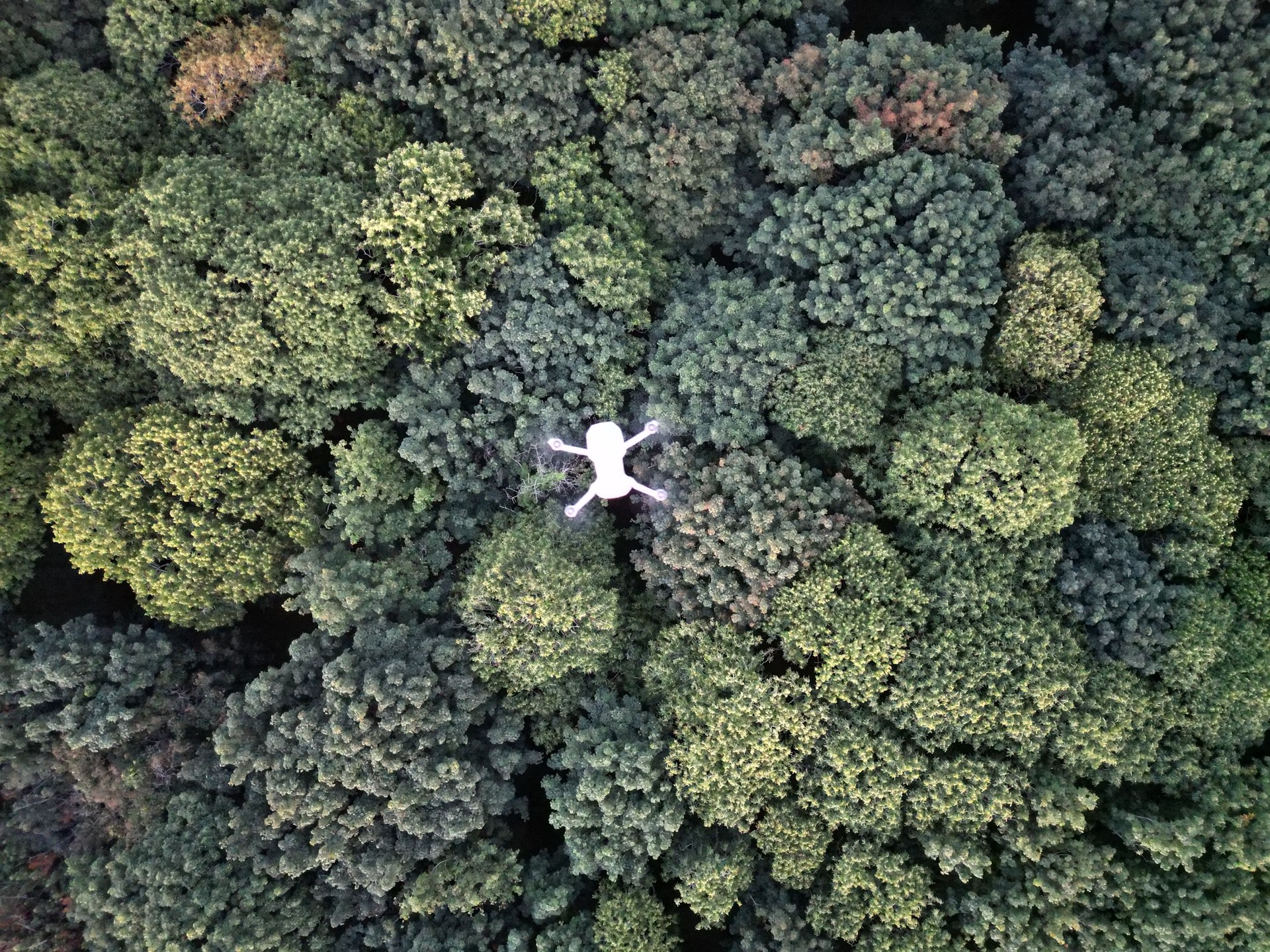 Top view of a drone over a dense forest
